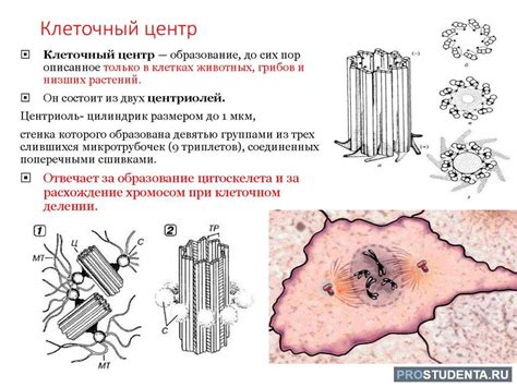 Особенности клеточного центра в растительной клетке