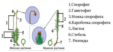 Особенности листьев кукушкиного льна