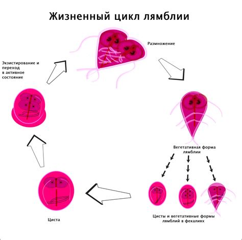 Особенности лямблиоза