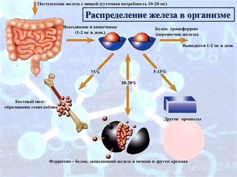 Особенности молока и железа в организме