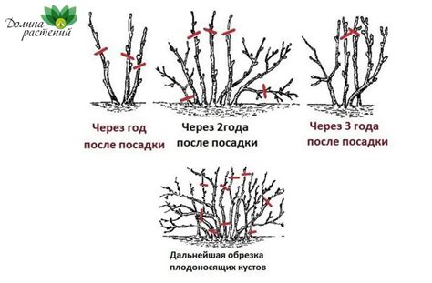 Особенности обрезки кустов рано и позднеспелых сортов смородины
