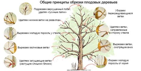 Особенности обрезки листьев у молодых растений