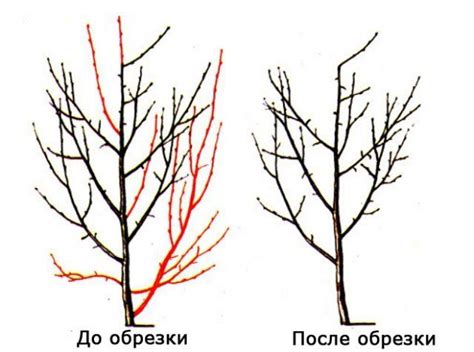 Особенности обрезки макушки у сливы на южных широтах