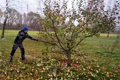 Особенности обрезки яблоней осенью на Юге России