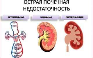 Особенности питания при почечной недостаточности