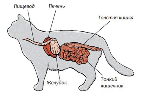 Особенности пищеварения кошек и собак: чем они отличаются