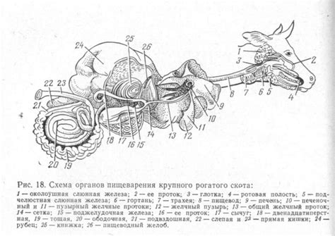 Особенности пищеварения крысы