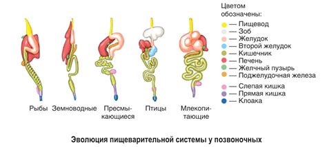 Особенности пищеварительной системы домашних крыс