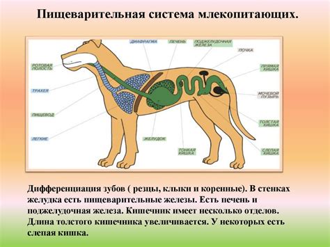 Особенности пищеварительной системы котенка