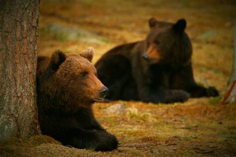 Особенности поведения медведей в лесах Татарстана