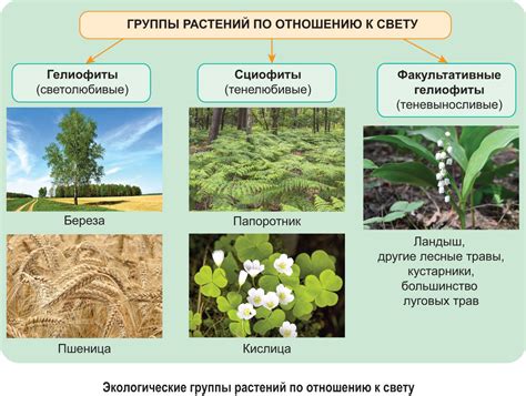 Особенности применения для разных видов растений