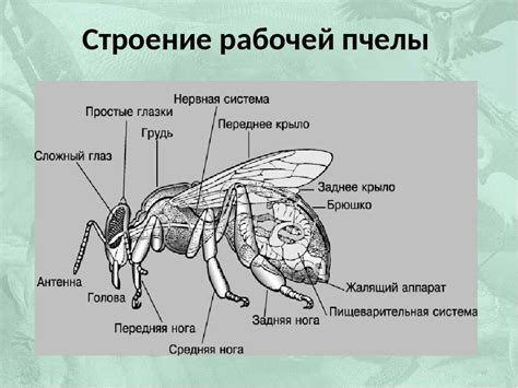 Особенности прорисовки тела пчелы