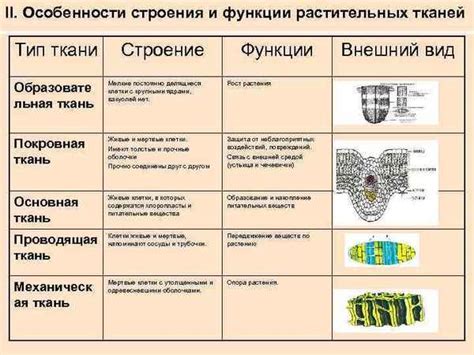 Особенности разных типов тканей