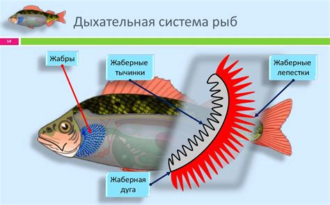 Особенности рыбов дыхания