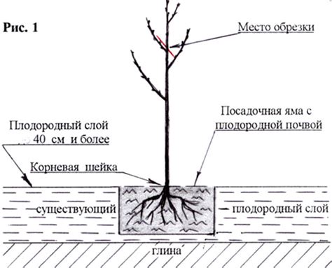 Особенности садоводства