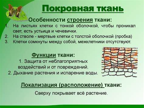 Особенности строения