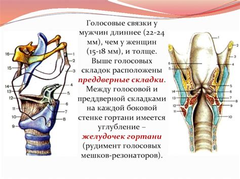 Особенности строения голосовых мешков у самцов