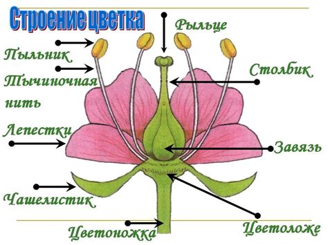 Особенности структуры цветка