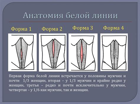 Особенности тренировки для сохранения белой линии живота