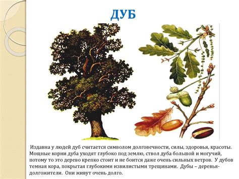 Особенности физиологии дуба