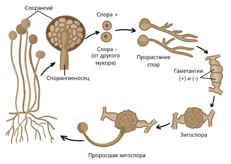 Остывание и использование подогретых дрожжей