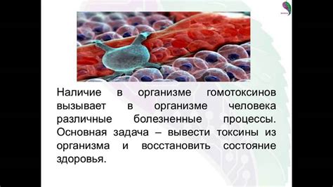 Отвод токсинов из организма