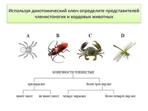 Отличительные признаки и типы Эухариса