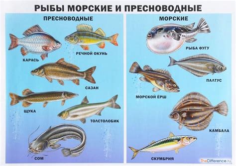 Отличия малосольной рыбы от других видов рыбы