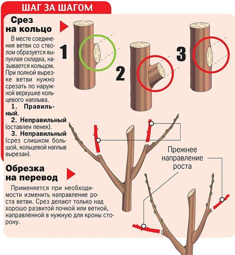 Отличия обрезки лимонного дерева осенью от обрезки весной