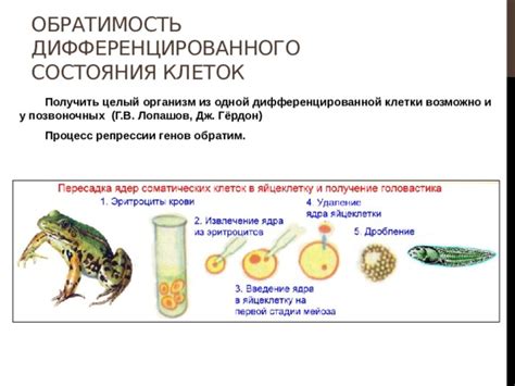 Отпускание неразлучников из клетки: возможно или нет?