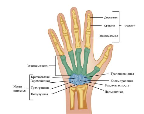 Отрисовать сгибы и суставы пальцев