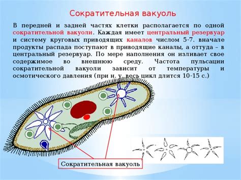 Отсутствие сократительной вакуоли у инфузории