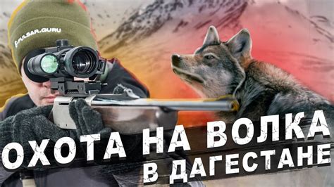 Охота волков