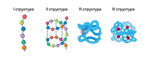 Первичная структура белка: последовательность аминокислот