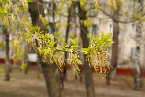 Первые бутоны вишни – первые признаки весны