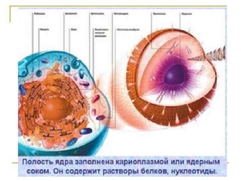 Первые наблюдения клеточного ядра