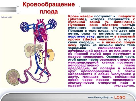 Первые признаки кровеносной системы у новорожденного