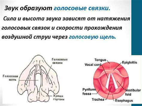 Первый способ: Разминка и растяжка голосовых связок