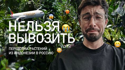 Перевозка растений из Абхазии в Россию: возможно ли это?