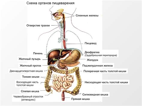 Перегрузка организма водой и последствия для пищеварительной системы