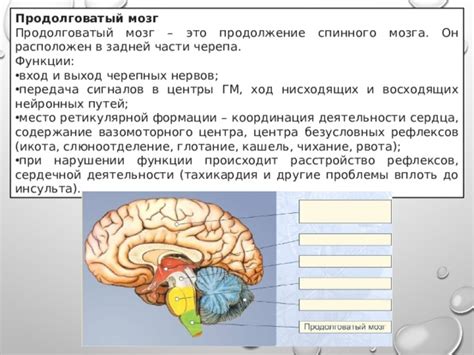 Передача сигналов в мозг