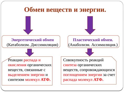 Перекусы и обмен веществ