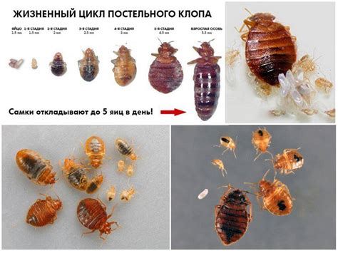 Переносят ли люди постельных клопов?