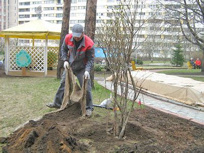 Перенос взрослого дерева: алгоритм и рекомендации