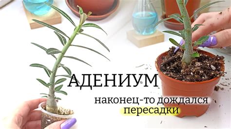 Пересадка лимитированного корня