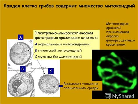 Перспективы исследования в области митохондрий и лизосом грибов