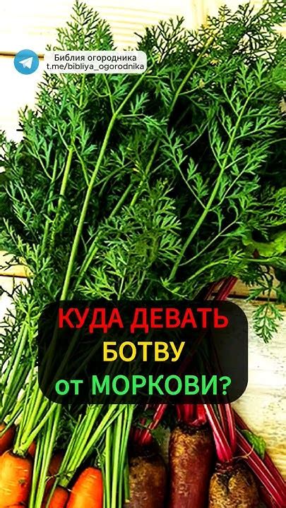 Питательные вещества в моркови для развития детей