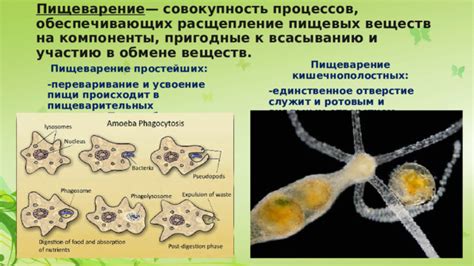 Пищеварение и усвоение кукурузы