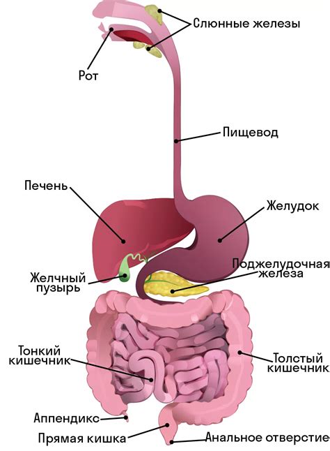 Пищеварительная система человека