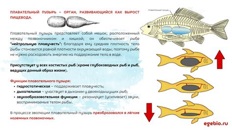 Плавательный пузырь у хрящевых: существование и функции